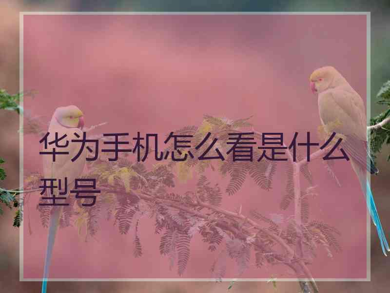 华为手机怎么看是什么型号