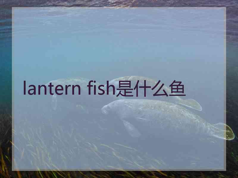 lantern fish是什么鱼