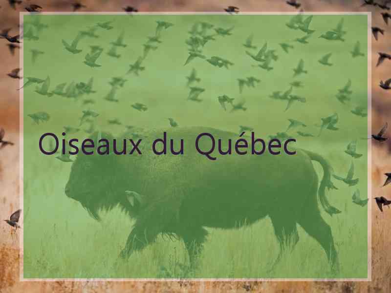 Oiseaux du Québec